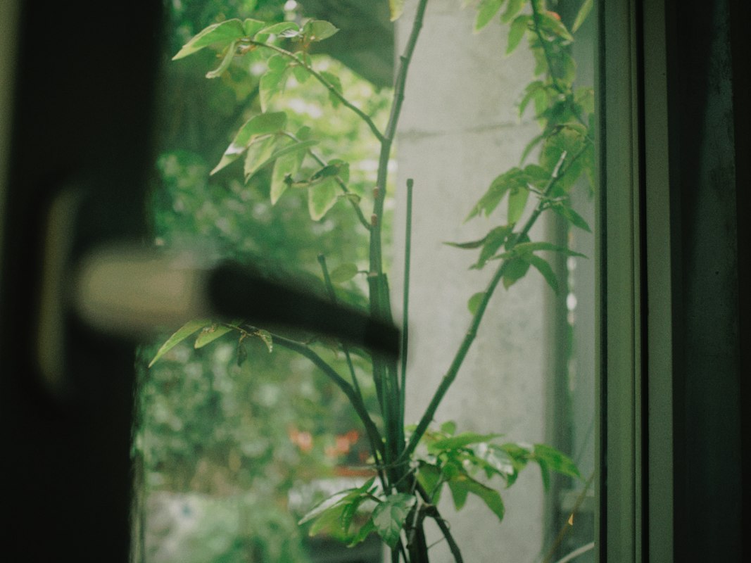 Healthy indoor plants thriving in natural light
