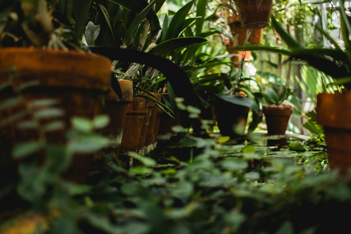 Monstera deliciosa thriving in bright window