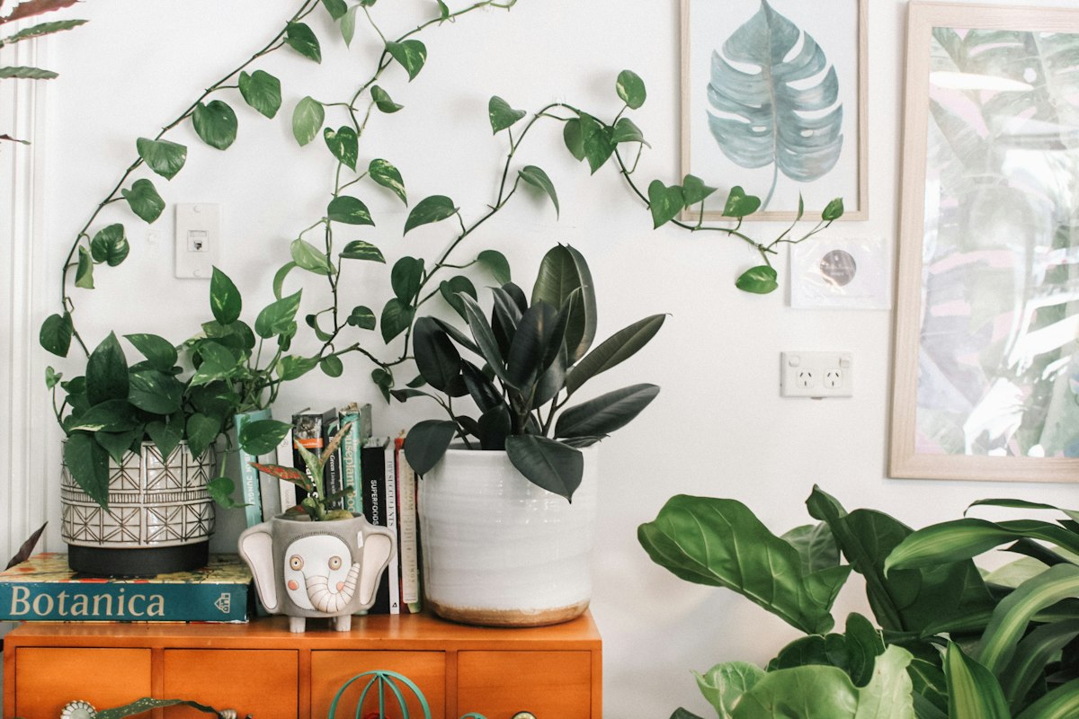 Snake plant in minimalist interior