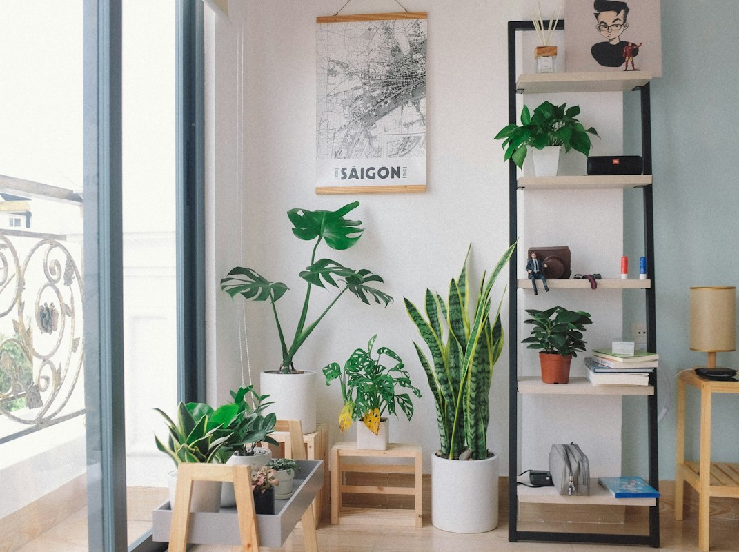Fiddle leaf fig in tropical setting