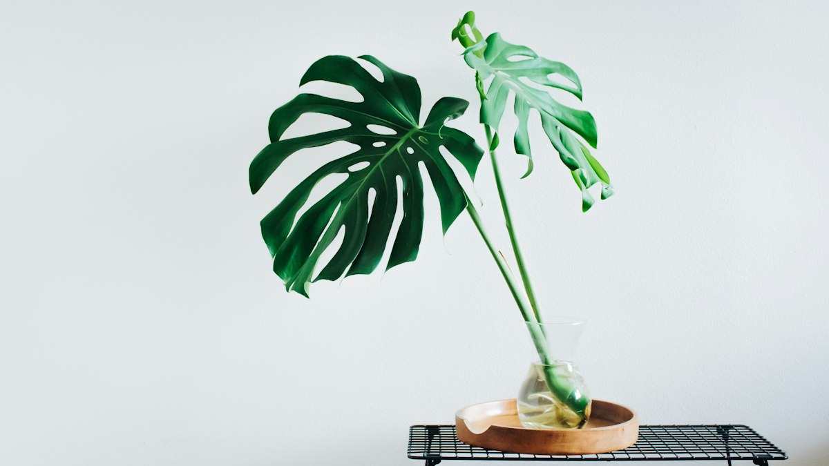 Tropical foliage plants collection