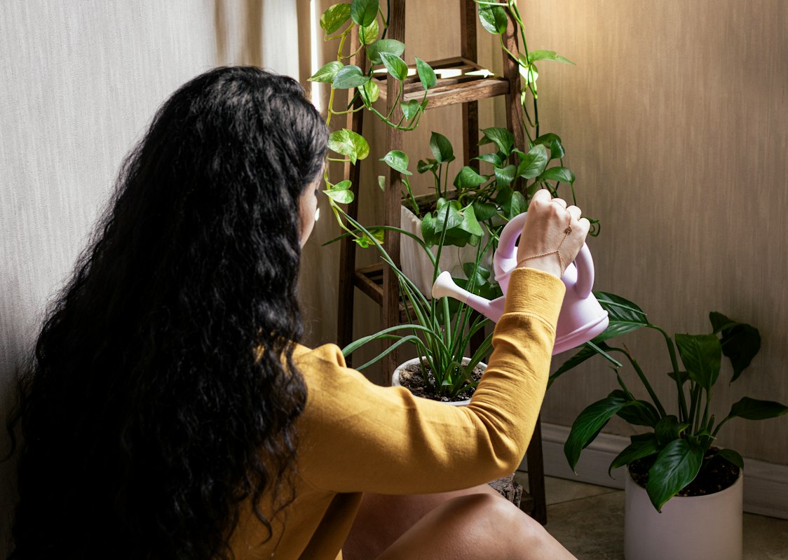Flowering indoor plants with blooms