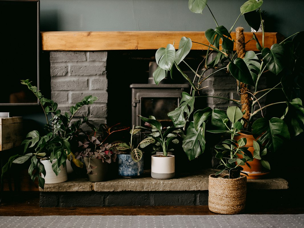 Indoor plants improving home air quality